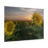 101875-322.jpg Sunflower Plant Flower Poster