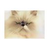 101875-35.jpg Angry Persian Cat Poster