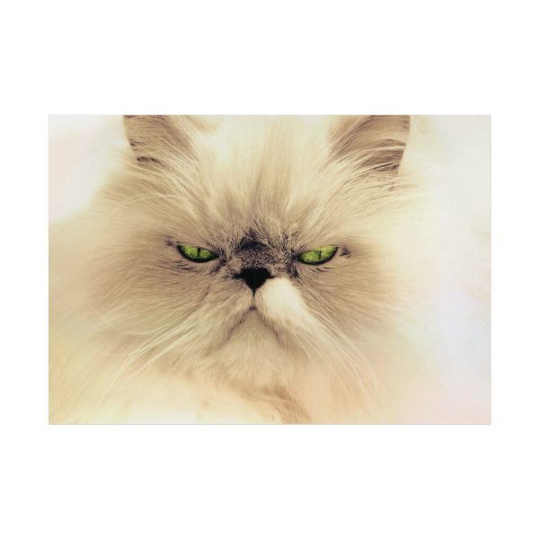 101875-35.jpg Angry Persian Cat Poster