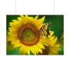Sunflowers Begin to Bloom  Poster