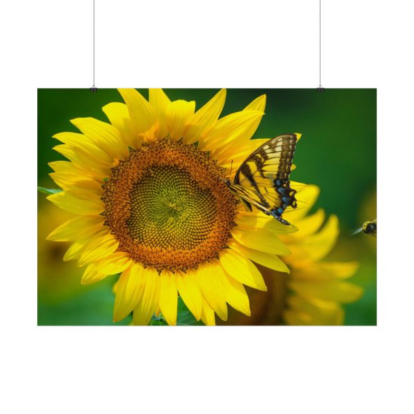 Sunflowers Begin to Bloom  Poster