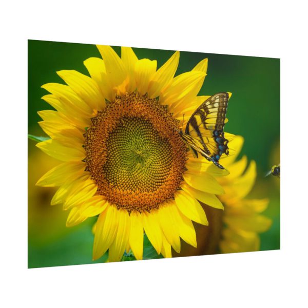 Sunflowers Begin to Bloom  Poster