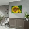 Sunflowers Begin to Bloom  Poster