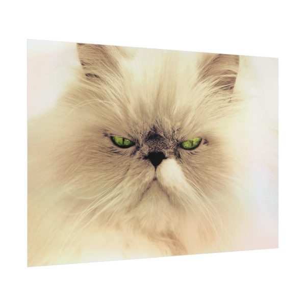 101875-37.jpg Angry Persian Cat Poster