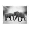 101875-370.jpg Elephant Ivory Animals Africa Poster