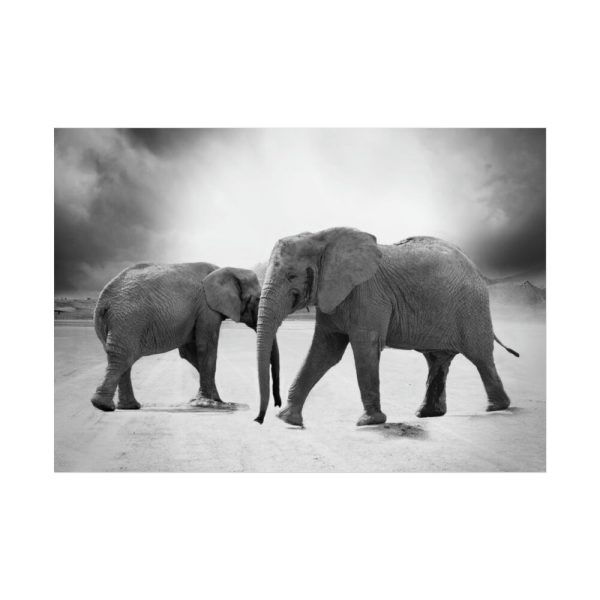 101875-370.jpg Elephant Ivory Animals Africa Poster