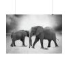 101875-371.jpg Elephant Ivory Animals Africa Poster
