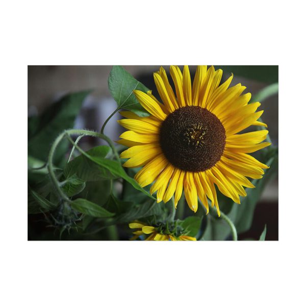 Blooming Sunflower Poster
