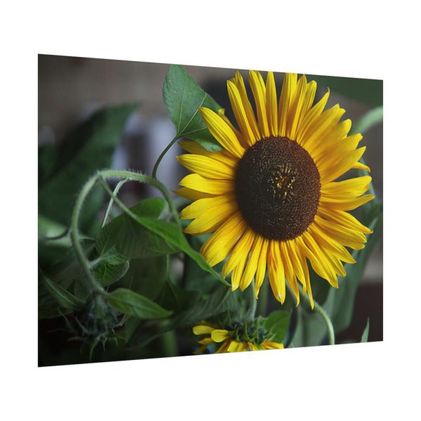 Blooming Sunflower Poster