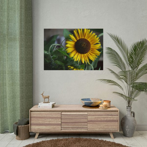 Blooming Sunflower Poster