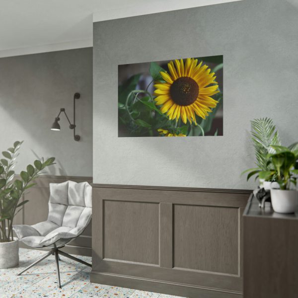 Blooming Sunflower Poster