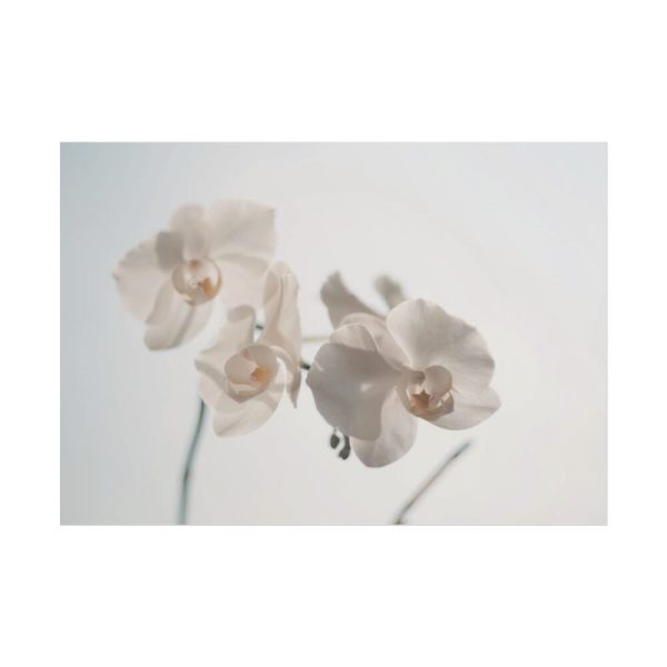 Beautiful White Orchid Poster