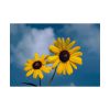 101875-465.jpg Blue Sky and Sunflower Poster