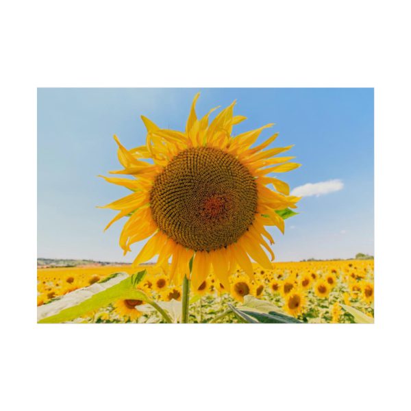 101875-485.jpg Sunflower Summer Poster