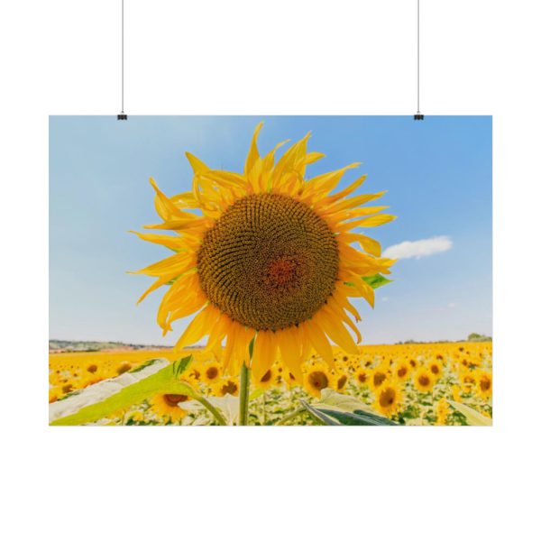 101875-486.jpg Sunflower Summer Poster