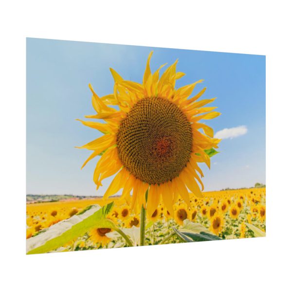 101875-487.jpg Sunflower Summer Poster