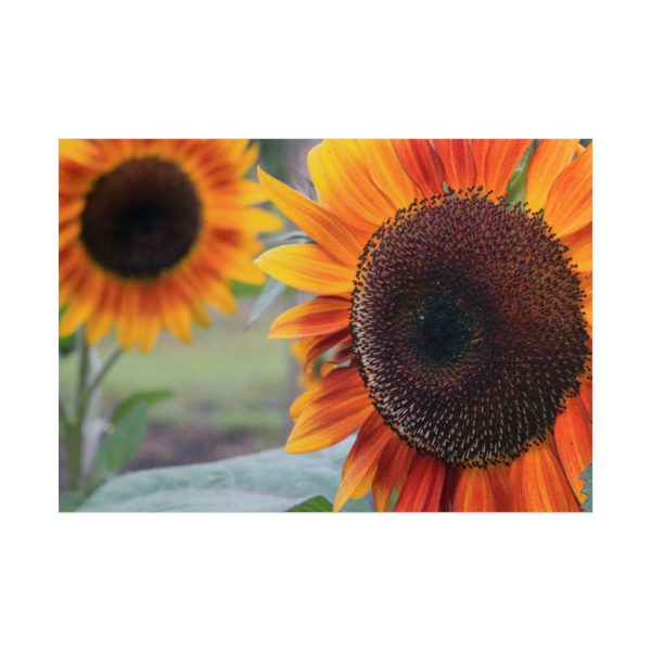 101875-490.jpg Colorful Orange Sunflower Poster