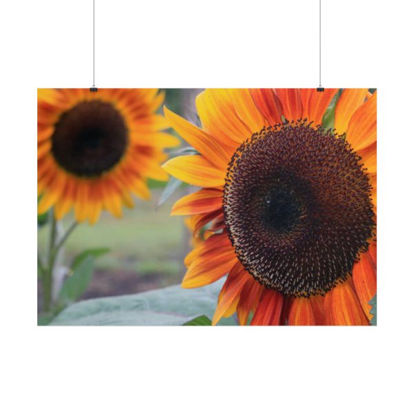 101875-491.jpg Colorful Orange Sunflower Poster