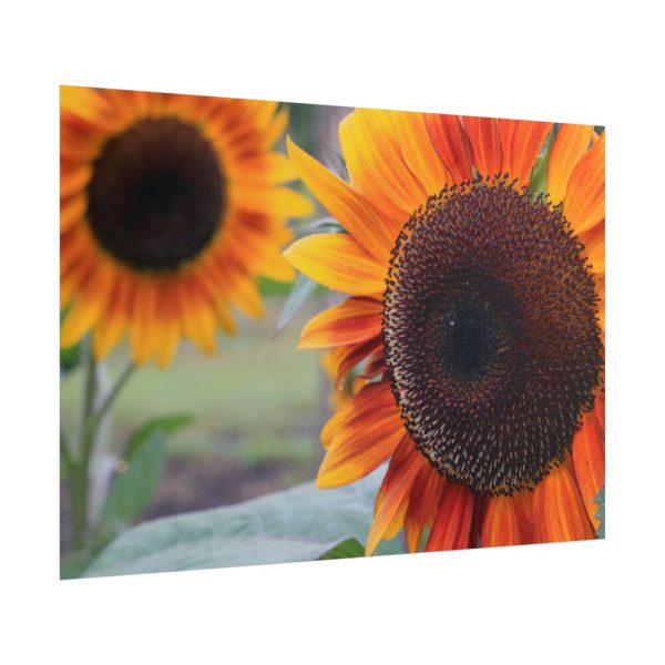101875-492.jpg Colorful Orange Sunflower Poster