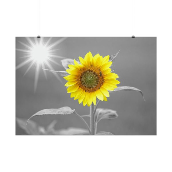 101875-496.jpg Beauty Sunflower Poster