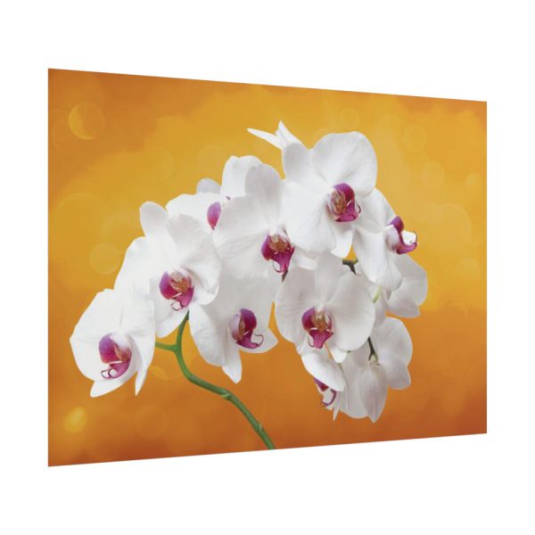 Orchid Plant Flower Poster