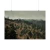 101875-531.jpg Forest Nature Poster