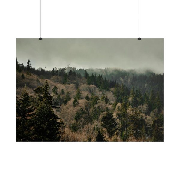 101875-531.jpg Forest Nature Poster