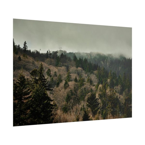 101875-532.jpg Forest Nature Poster