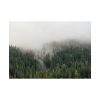 101875-535.jpg Forest in Fog Poster