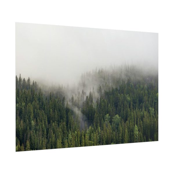 101875-537.jpg Forest in Fog Poster