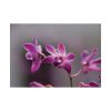 Macro Flower Plant Poster