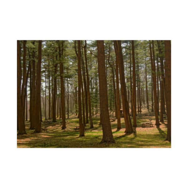 101875-610.jpg Leominster State Forest Poster