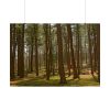 101875-611.jpg Leominster State Forest Poster