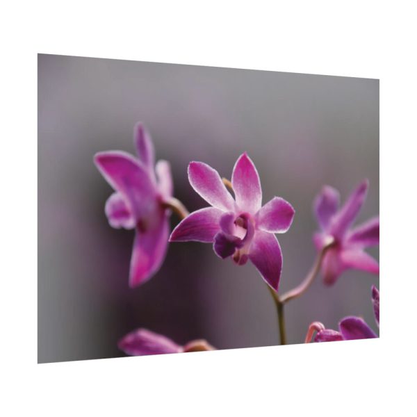 Macro Flower Plant Poster