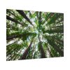 101875-622.jpg Tall Trees in the Forest Poster