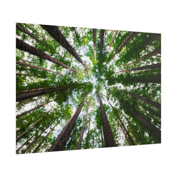 101875-622.jpg Tall Trees in the Forest Poster
