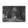 101875-626.jpg A Path Through the Forest Poster