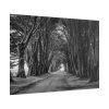 101875-627.jpg A Path Through the Forest Poster