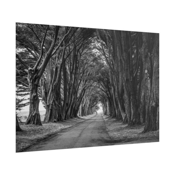 101875-627.jpg A Path Through the Forest Poster
