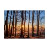 101875-630.jpg Forest Landscape with Sun and Trees Poster