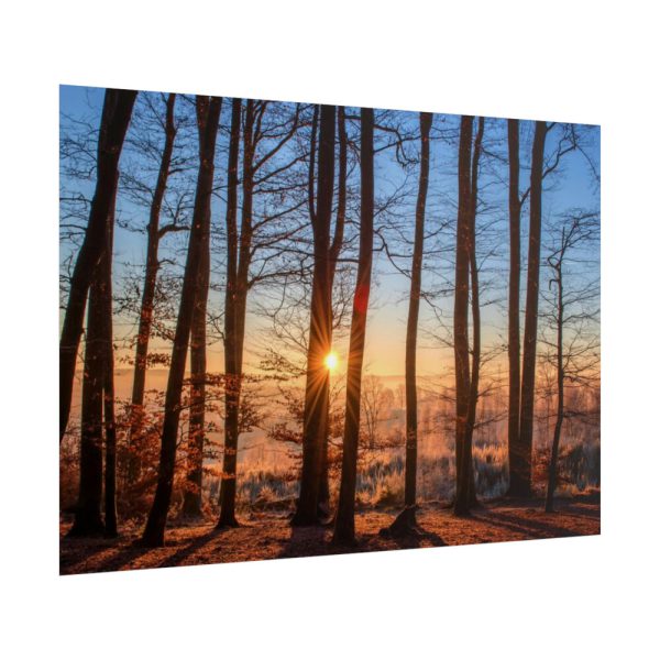 101875-632.jpg Forest Landscape with Sun and Trees Poster