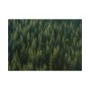 101875-645.jpg Forest on Mount Saint Helens Poster