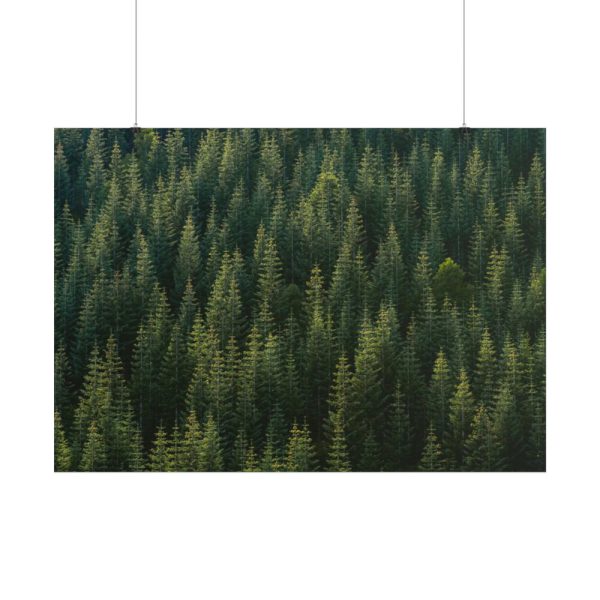 101875-646.jpg Forest on Mount Saint Helens Poster