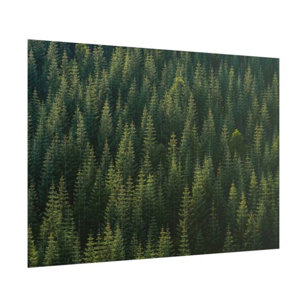 101875-647.jpg Forest on Mount Saint Helens Poster