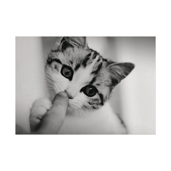 101875-65.jpg Kitten and Finger Poster