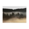 101875-650.jpg Trees and Forest in the Fog Poster