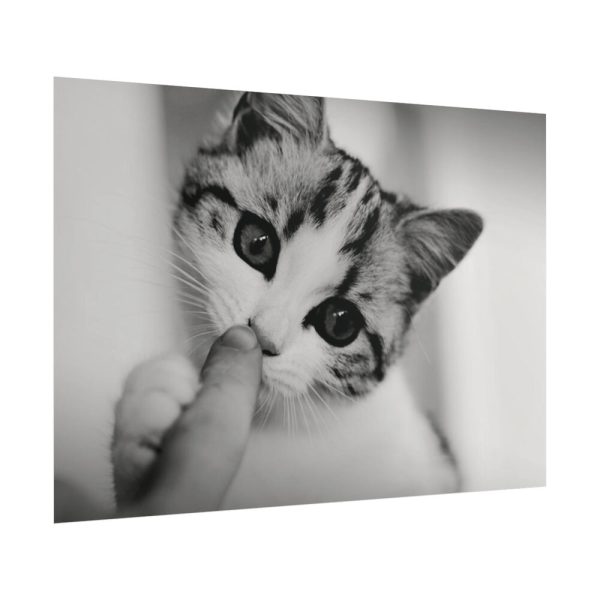 101875-67.jpg Kitten and Finger Poster