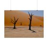 101875-676.jpg Desolate Trees in the Sandy Desert of Deadvlei Hiking Trail Poster