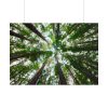 101875-716.jpg Forest in Warburton, Australia Poster