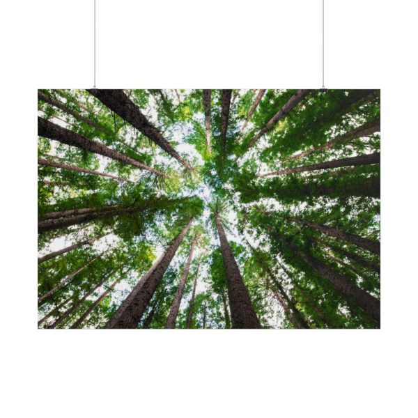 101875-716.jpg Forest in Warburton, Australia Poster